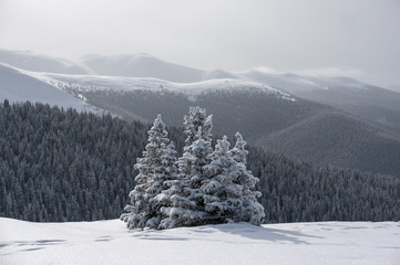 Snow Covered Trees Centered in Front of Rocky Mountain Range