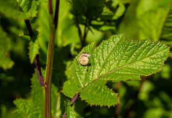 snail on leaf