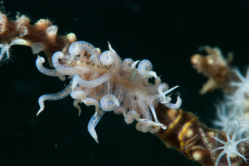 Phyllodesmium iriomotense Nudibranch