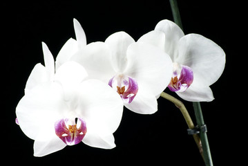 Naklejka na ściany i meble beautiful orchids are highlighted on a dark background