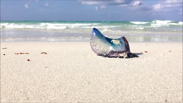 Low view clip of Atlantic Portuguese man-of-war (Physalia physalis) poisonous jellyfish-like marine animal washed out on a tropical beach with people