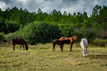 wild horses grazing in a field