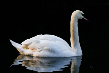 Naklejka premium swan
