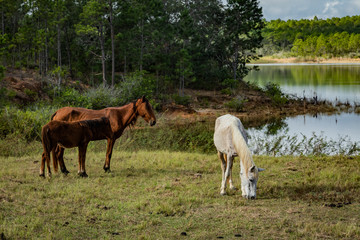 Naklejka na ściany i meble wild horses grazing by the lake
