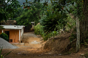 house in forest in Cuba