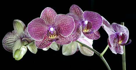 beautiful orchids are highlighted on a dark background