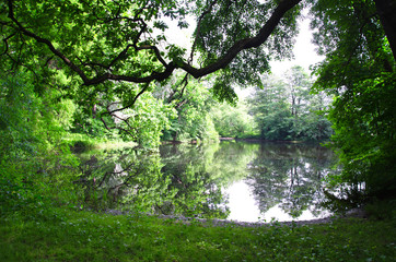 Fototapeta na wymiar small forest lake on a Sunny summer day