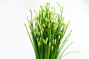 Chinese Chive or Chives flower isolated on white background