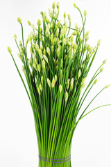 Chinese Chive or Chives flower isolated on white background