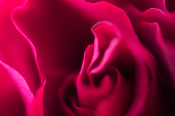 Romantische Rose Makro Valentinstag Nahaufnahme