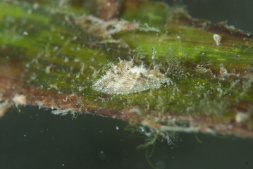 Stylocheilus striatus Sea Slug