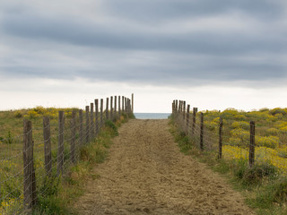 Fototapeta na wymiar path to the ocean between dunes covered with yellow flowers