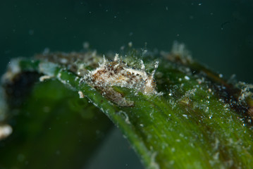 Stylocheilus striatus Sea Slug