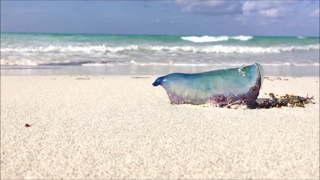 Low view clip of Atlantic Portuguese man-of-war (Physalia physalis) poisonous jellyfish-like marine animal washed out on a tropical beach with people