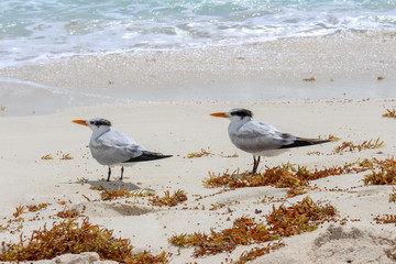 Seagulls chilling at the beach