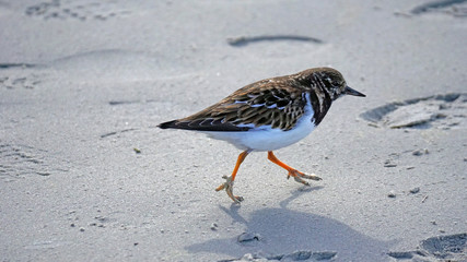 Strandläufer