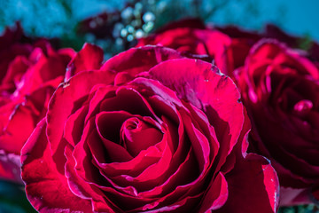 Romantische Rose Makro Valentinstag Nahaufnahme