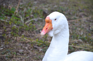 portrait of a white adult domestic goose close-up