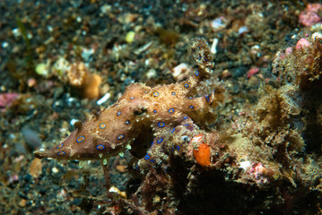 Fototapeta na wymiar Blue-ringed octopus Hapalochlaena lunulata