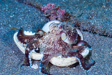 Coconut Octopus Amphioctopus marginatus