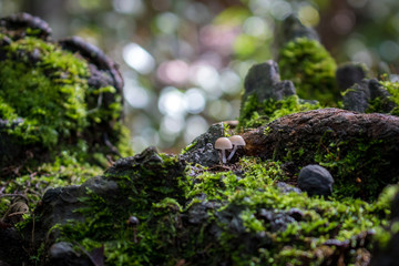 Mushrooms and moss 