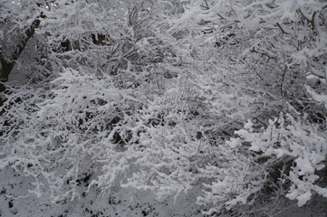 枝に積もった雪 (20190127-01)