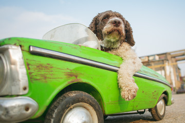 cute dog driving small retro car