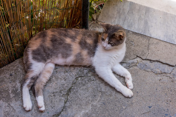 Italy, Cinque Terre, Vernazza, a cat lying on the ground