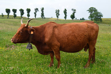 Nice mountain cow of Salers breed in a field. Dairy cattle