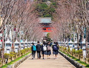 鎌倉　若宮大路　段葛