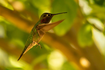 Anna's Hummingbird 2