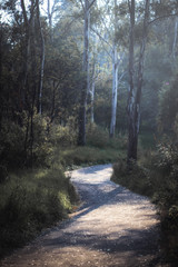 Obraz premium Camino en el bosque 