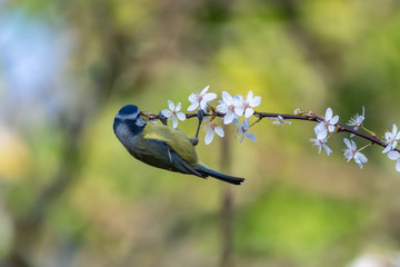 Spring is coming. Blue tit (Parus caeruleus) on blackthorn blossom in beautiful sunny day.