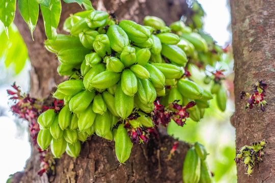 Closeup fresh green raw fruits of Bilimbi, Bilimbing, Cucumber tree, Tree sorrel (Averrhoa Bilimbi L.) hanging on trunk of tree in the fruits garden 