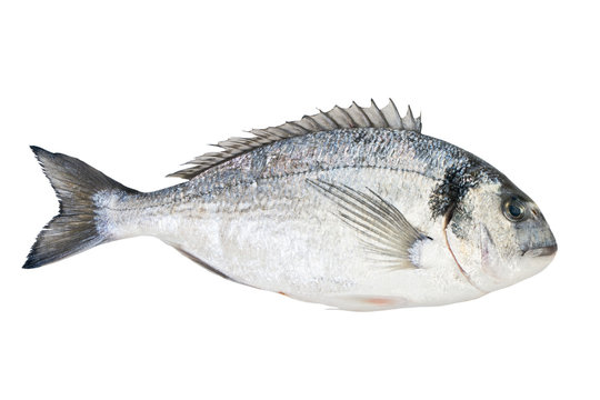 Sea bream fish isolated on white background.