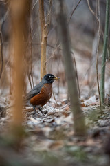 bird looking for food