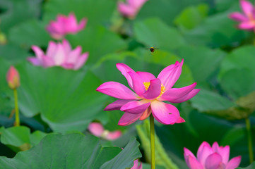 Blooming lotus flowers in the park