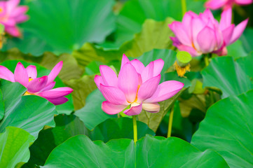 Blooming lotus flowers in the park