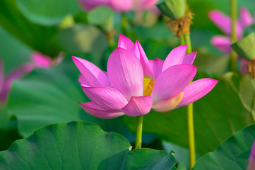 Fototapeta premium Blooming lotus flowers in the park
