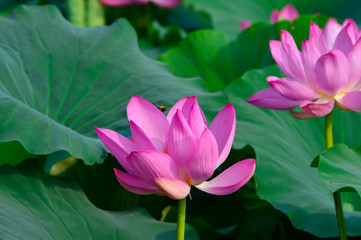 Obraz premium Blooming lotus flowers in the park