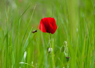 Poppy with soft light. Red poppy with soft focus on spring meadow. Nature wallpaper blurred backdrop. Floral poster. Image does not focus.