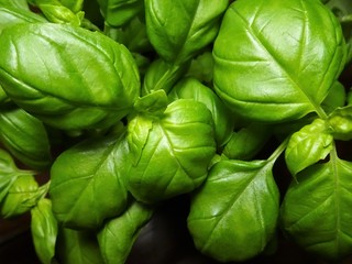 frischer grüner Basilikum