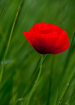 Nature wallpaper blurred background with poppy and green grass for poster. Red poppy flower on a summer meadow. Image doesn’t in focus.