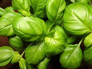 frischer grüner Basilikum