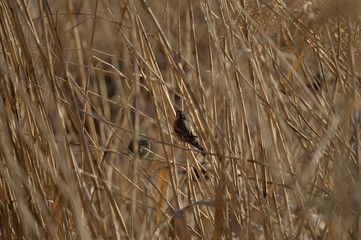 The sparrow in the reeds