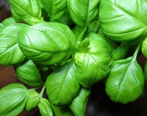 frischer grüner Basilikum