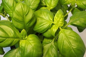 frischer grüner Basilikum