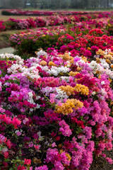Obraz premium Many bougainvillea flowers in the arid garden.