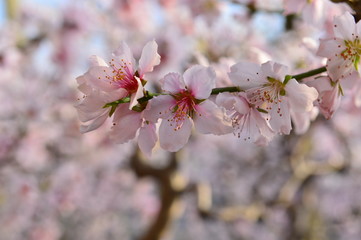 In full bloom in the peach blossom