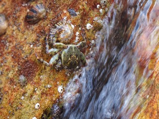 crab on a rock